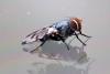 Herina tristis